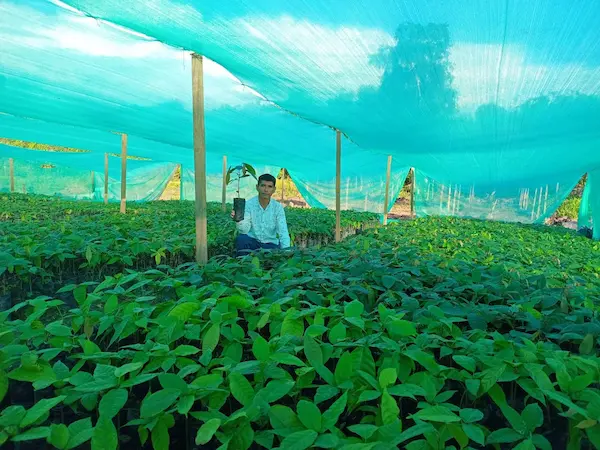 Proceso de cultivo en vivero