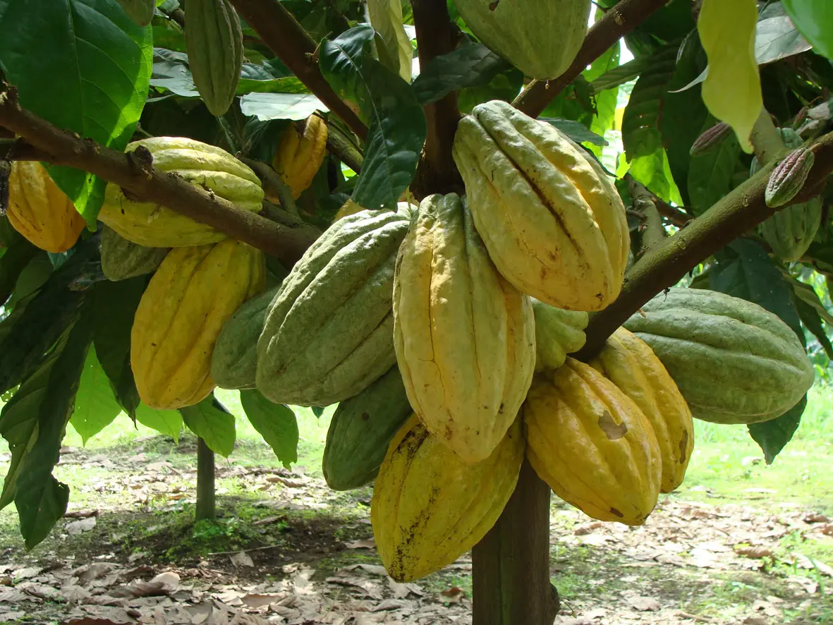 Cacao