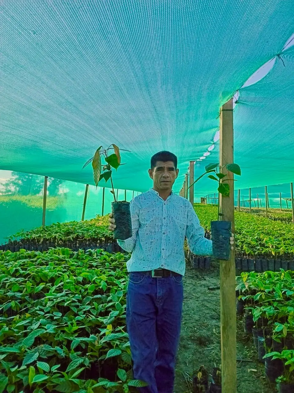 Plantación de cacao
